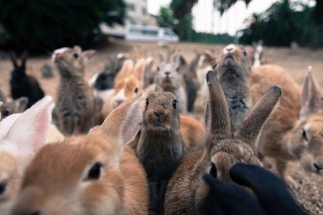 The island has more rabbits than people in Japan 0