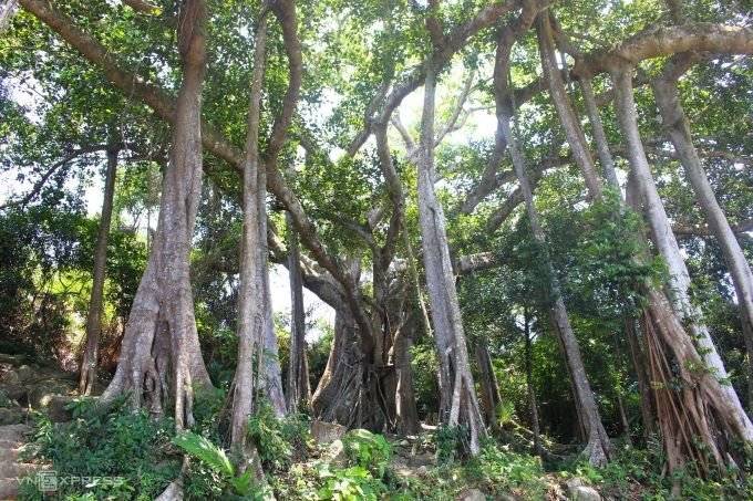 Banyan tree over 800 years old on Son Tra peninsula 1